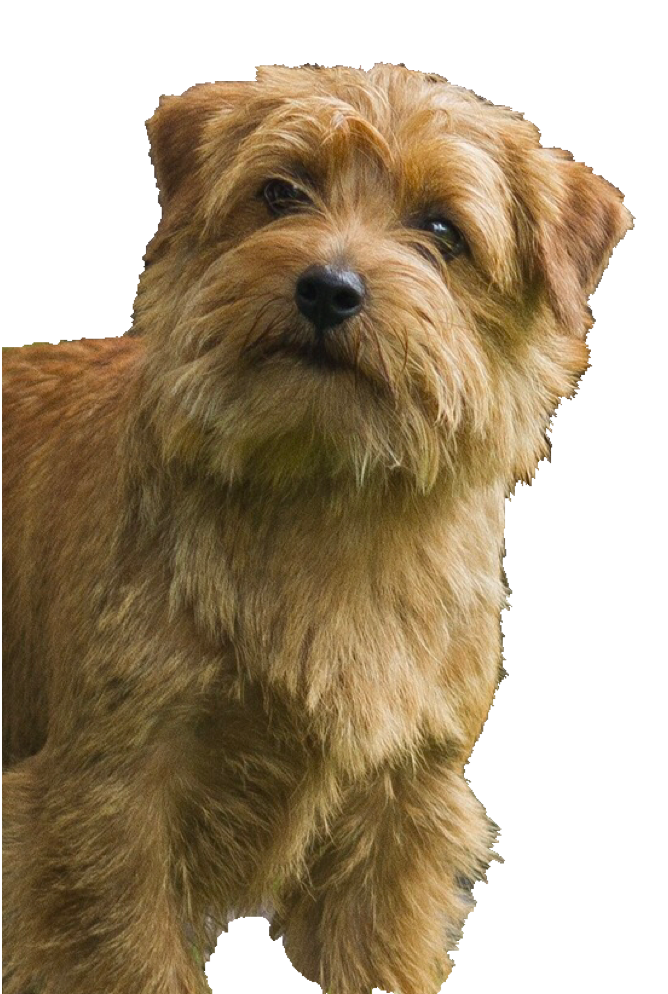 Beppo-trans