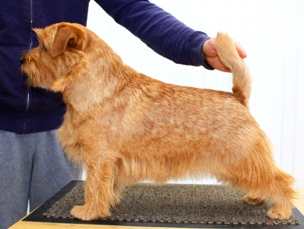  Norfolk Terrier Allright Peach Brandy 31.10.2017