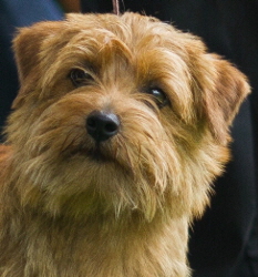 Norfolk Terrier Allright Peach Brandy Beppo-unsereHunde