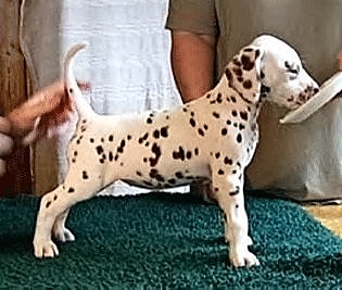 Emily-6-weeks