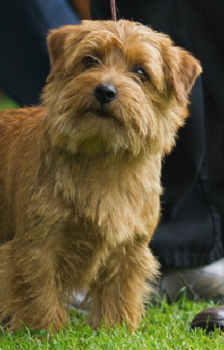 Allright Peach Brandy Norfolk Terrier