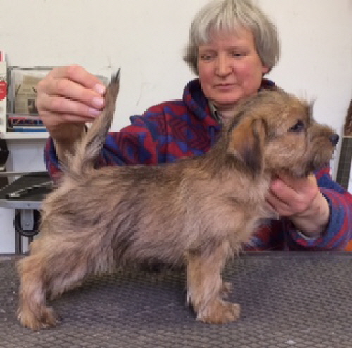 Norfolk Terrier Allright Peach Brandy 10 Wochen