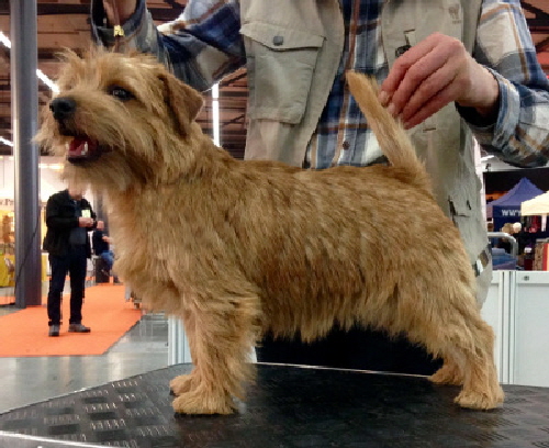 Norfolk Terrier Allright Peach Brandy 9 Monate