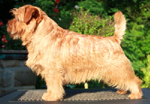 Norfolk Terrier Allright Peach Brandy 15 Monate
