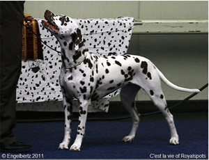 C´est-la-vie-of-Royalspots2 C´est-la-vie-of-Royalspots2