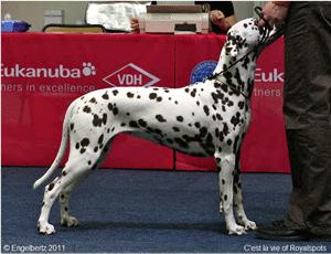 C´est-la-vie-of-Royalspots4 C´est-la-vie-of-Royalspots4