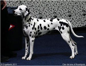 Clair-de-Lune-of-Royalspots Clair-de-Lune-of-Royalspots