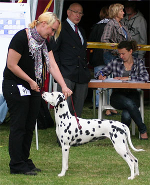 Clair-de-Lune-of-Royalspots1 Clair-de-Lune-of-Royalspots1