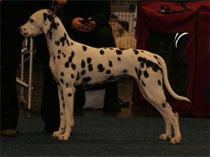 Clair-de-Lune-of-Royalspots2 Clair-de-Lune-of-Royalspots2