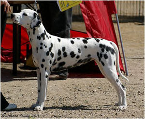 Clair_de_Lune_of_Royalspots Clair_de_Lune_of_Royalspots