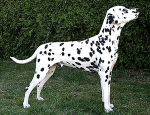 Commander-O`Reilly-of-Royal Commander-O`Reilly-of-Royal