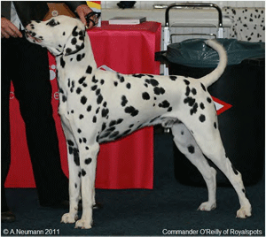 Commander_O_Reilly_of_Royal Commander_O_Reilly_of_Royal