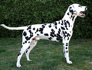 Crazy-Finley-of-Royalspots- Crazy-Finley-of-Royalspots-
