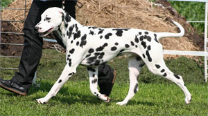 Crazy-Finley-of-Royalspots Crazy-Finley-of-Royalspots