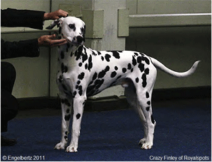 Crazy-Finley-of-Royalspots1 Crazy-Finley-of-Royalspots1