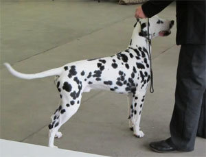 Crazy-finley-of-Royalspots- Crazy-finley-of-Royalspots-