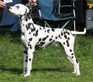CrazyFinleyofRoyalspots