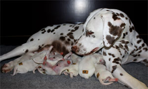 D-litter-08.11.2011 D-litter-08.11.2011