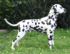 Burke-Junior-of-Royalspots