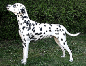 Commander-O`Reilly-of-Royal