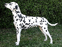 Commander-O`Reilly-of-Royal