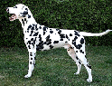Crazy-Finley-of-Royalspots-